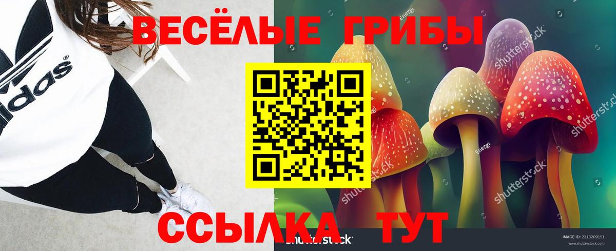 Псилоцибиновые грибы Psilocybine cubensis Новороссийск